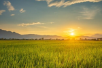 The Prettiest Rice Field