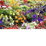 Green’s Garden