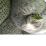 Cat obey
