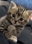 Distinguished_cats :)