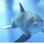 ||DOLPHIN SWIM GROUP||