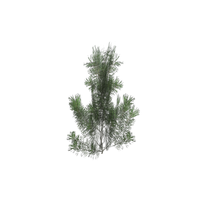 Pine tree sapling