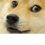 :D Doge Fan Club :D
