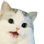catusy's clothing group