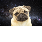 PugSoCrazy Fan Group