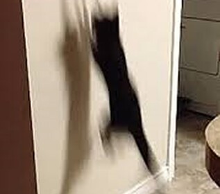 Kill The Funny Cat 