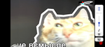 Cool Mr cat