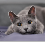 CATS_ARE_AMAZING