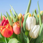 Tenley’s Tulips