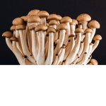 Mushy da mushroom
