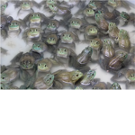 - *Froggy Army * -