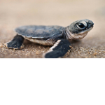 *SaveTheTurtles*