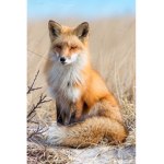 Fox Blitz