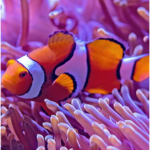 fishes fishes fishes