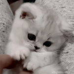 xyua