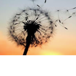 The cute dandelions