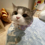 silly cats!!!!