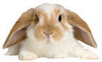 Bunny_lunny