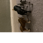 official Horse fan group