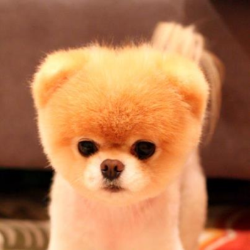 💥 battle land 💥