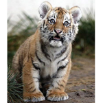 reeeeeeeeeeeeeeeeeeeeeeeeeeee tigers united