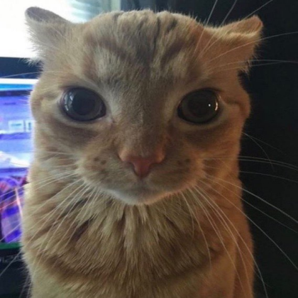 cat Roblox decal
