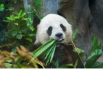 Pandas are powerful