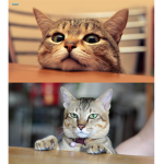 Cat group/club :D