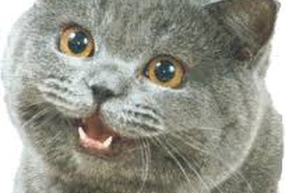 Happy cat CheezBurgers
