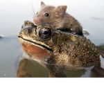 Frog and rat fan club