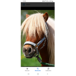 Veuve les petit poney