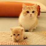 the kitty squad !!