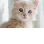 My lil kitties :D