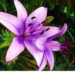 The Purple Lily Group