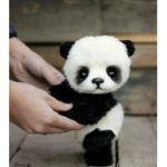 Cute pandas forever yay