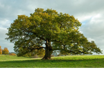 Oak-Tree's Fan Club