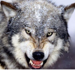 Ally’s Wolf Pack