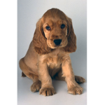 Dogs.are.cute