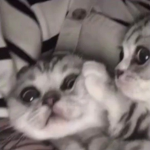- CYBER KITTENS -