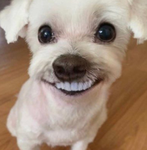 약한유산 ZR크루