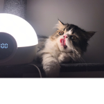 CHLOESV4MP