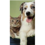 I pick dogs