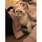 Kota cat