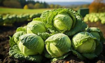 The Cabbages.