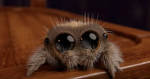 BackSpider