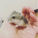 Hamster group hangout