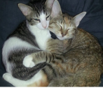 Bff animal Squad