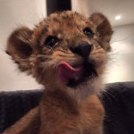 Cheetxhs