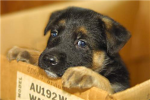 German shepherd lovers!!
