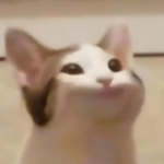POP.CAT